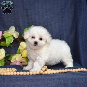 Cottontail (Tiny), Bichon Frise Puppy